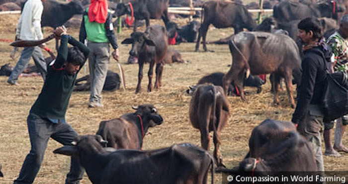 Cientos de miles de animales eran muertos en cada una de las matanza Gadhimai. Foto: Organización "Compassion in World Farming"