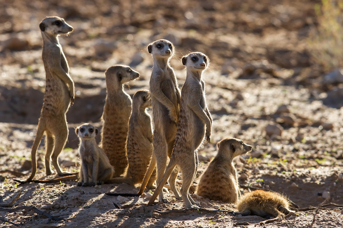 Un grupo de suricatos. Foto: Shutterstock