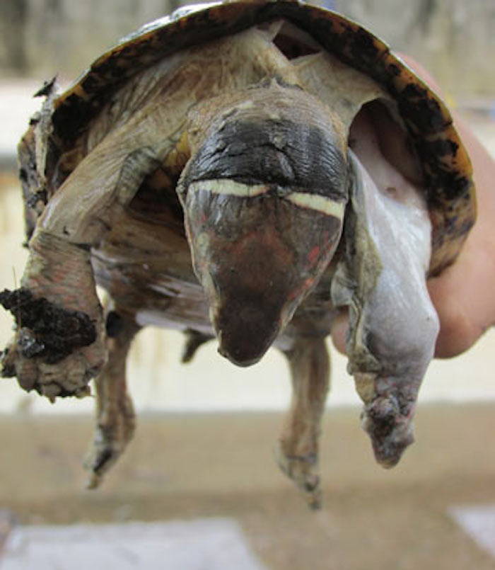 Una de las tortugas que entraron al proceso de rehabilitación. Foto: Katala fundation