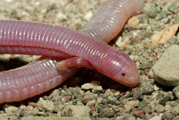 Un Ejemplar De Culebra Con Manitas nombre Coloquial Foto Travis W Reeder Naturalista