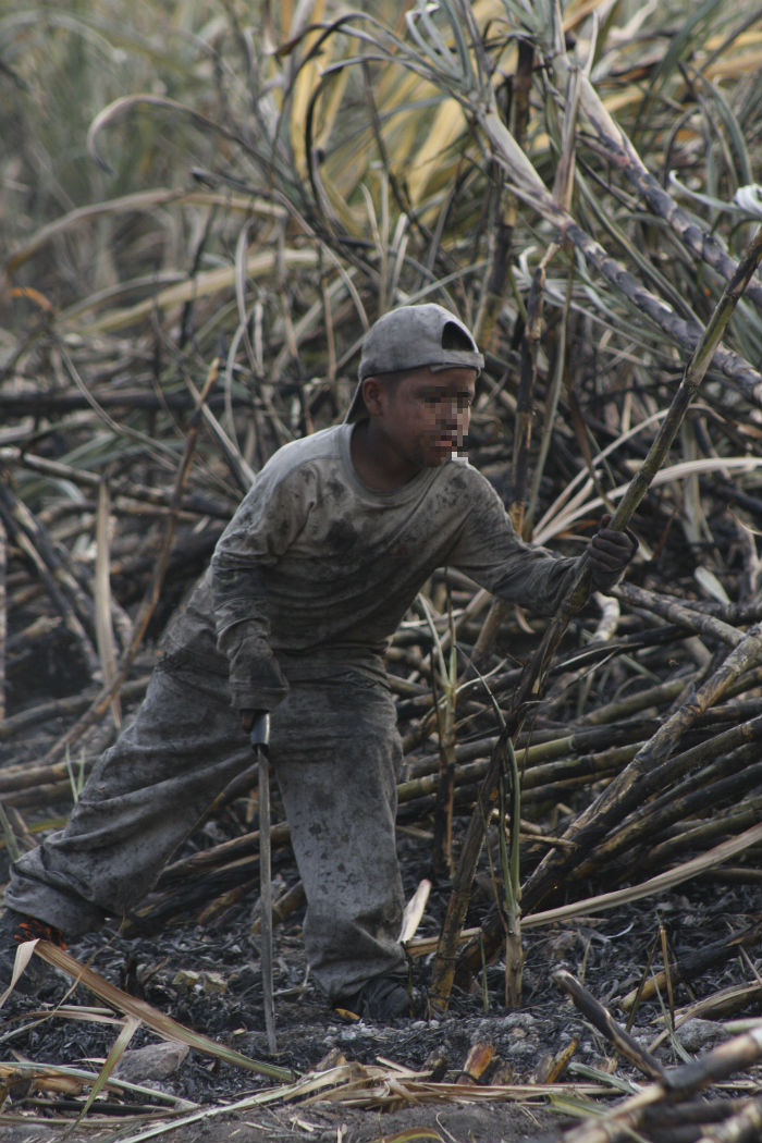 Niños que trabajan en los campos cañeros de Morelos tienen una jornada que abarca desde la hora que empieza la zafra hasta que se sirven los alimentos. Foto: Cuartoscuro