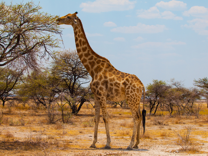 Las jirafas macho llegan a copular entre ellos. Foto: Shuttestock