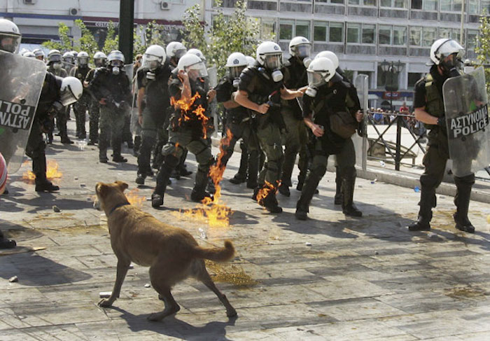 Lukanikos es uno de los perros que han tenido alguna forma de "participación" en causas políticas Foto: EFE