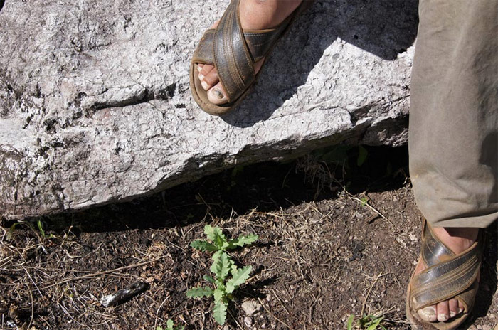 Los pies de Nicasio junto a una planta de amapola de pocas semanas. Foto: Humberto Padgett, SinEmbargo. IR A REPORTAJES ESPECIALES, abajo