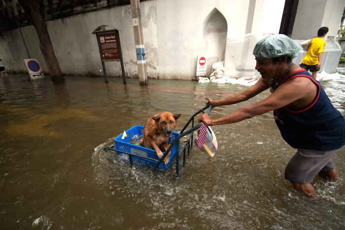 Las precauciones son importantes, podrían salvar la vida de tu mascota o hacer que vuelva a ti.  Foto: Shutterstock