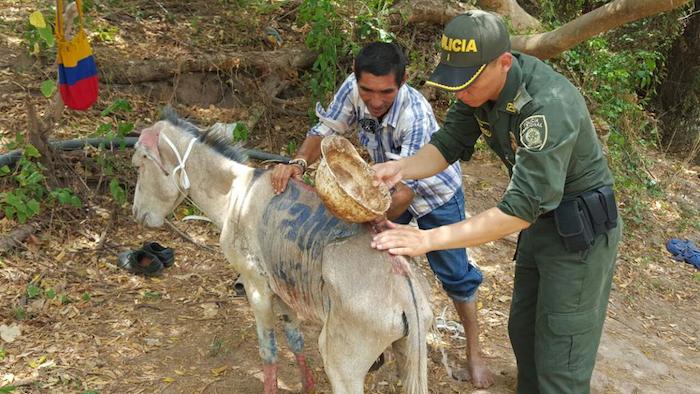 La policía ambiental colombiana bañó al burro en días posteriores a la denuncia en redes sociales. Foto: Twitter