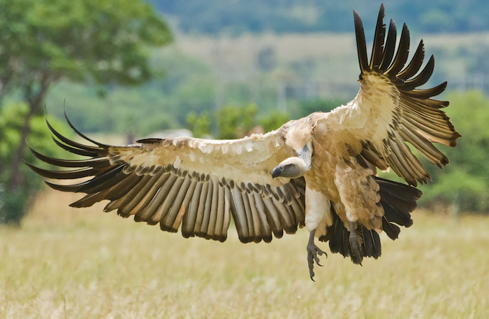 Anteriormente algunos de estos buitres eran considerados sólo como "Vulnerables" o "En peligro de extinción" Foto: Shuttestock