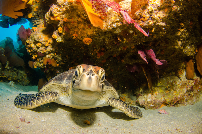 Desde el 2013, EU valoró emitir una certificación negativa a México por los altos niveles de mortandad de tortugas marinas. Foto: Shutterstock