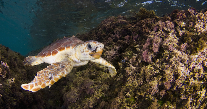 Ya en mayo de este año, el Centro Mexicano de Derecho Ambiental (CEMDA) y Defenders of Wildlife calificaron de unilaterales e injustas las sanciones que prevé el gobierno de Estados Unidos, por lo que exhorta al gobierno de México a elaborar e implementar de manera urgente y efectiva un ordenamiento pesquero en la región. Foto: Shutterstock