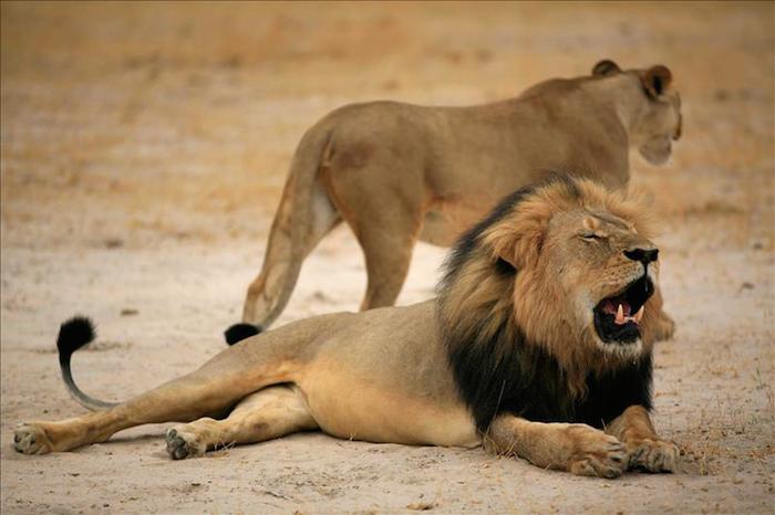 A la muerte de Cecil sucedieron diversos hechos positivos para la conservación de algunas especies y contra la caza furtiva. Foto: EFE