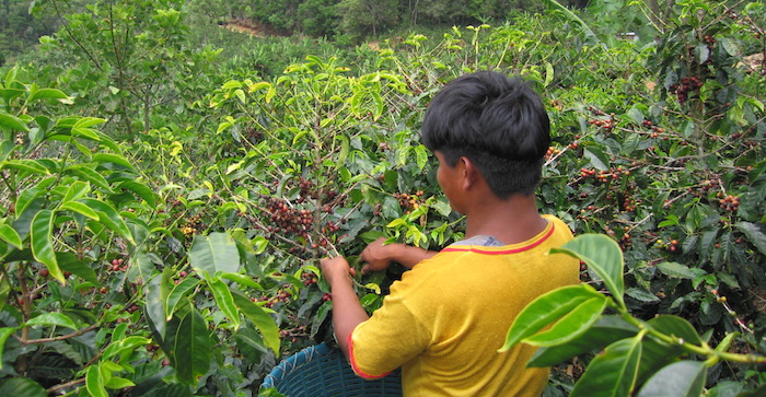 Productores locales se ven beneficiados con el proyecto de desarrollo local sustentable. Foto: Wikimedia