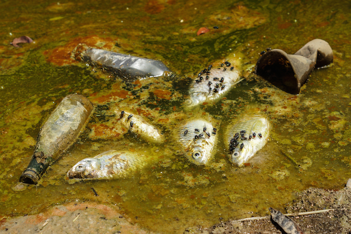 La contaminación no es sólo un factor indirecto para la muerte (y extinción) de especies, sino todo lo contrario. Foto: Shutterstock