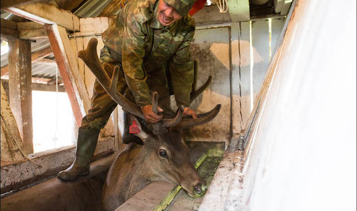 El medio ruso documentó el proceso en que cuernos de cuervos son serruchados para obtener sangre para uso medicinal y cosmético Foto:  Vera Salnitskaya / The Siberian Times 