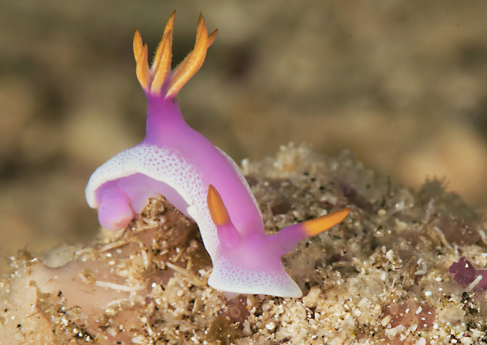 Hypselodoris Apolegma Es Una Babosa De Mar animal Invertebrado Que Habita En El Pacífico Occidental Foto Shutterstock