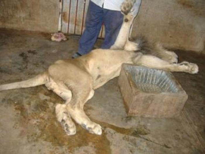 Este león africano es uno de los animales que han muerto en los años recientes dentro del espacio recreativo. Foto: Radiomayabtv.com