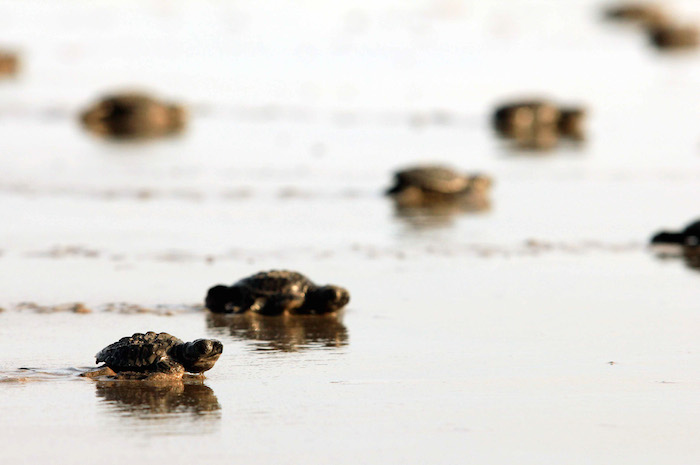 Crías de tortuga golfina liberadas en Culiacán. Foto: Cuartoscuro