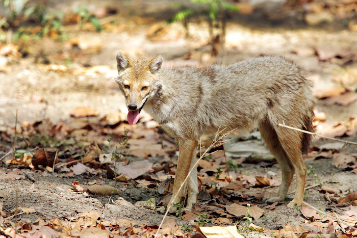 Lobo dorado Foto: Shutterstock