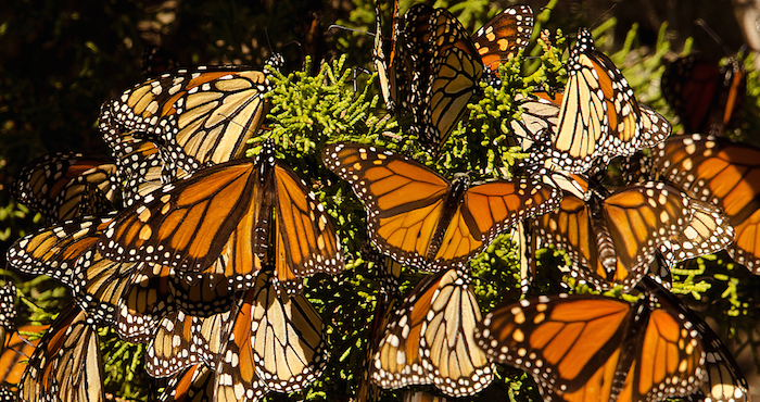 Además de la tala ilegal, el uso de pesticidas y el cambio climático afectan a las monarca. Foto: Shutterstock