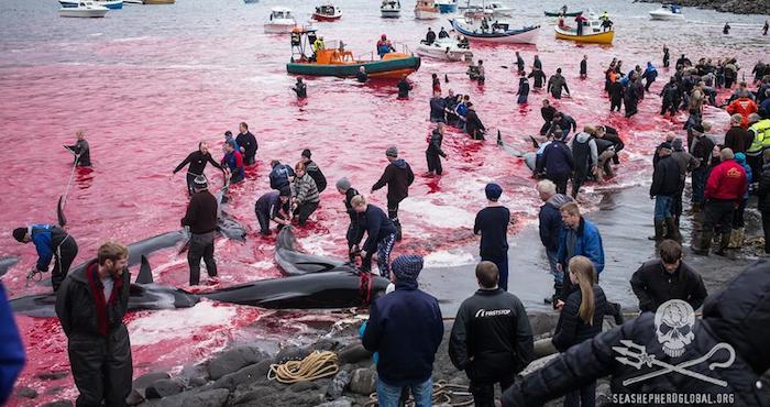 Durante la matanza de cetáceos en Dinamarca el agua se tiñe de rojo. Foto: Sea Shepherd Facebook