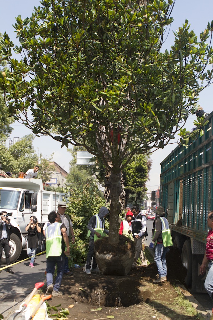 La reforestación en áreas urbanas pareciera una buena idea, pero no siempre es la mejor. Foto: Cuartoscuro