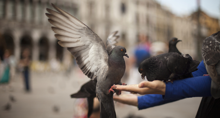 Recientemente también se "detuvo" a una paloma en Colombia por trasportar drogas. Foto: Shutterstock