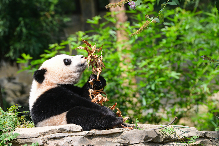 Los esfuerzos de conservación del panda en China son significativos, pero este animal aún se encuentra en peligro. Foto: Shutterstock