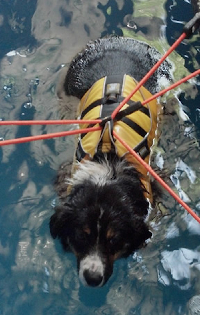 Los ejercicios en la piscina también están destinados a terapias para perros con problemas en la cadera o de otro tipo. Foto: Bravo Perro