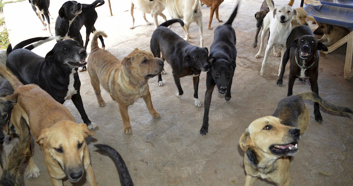 Austria estrena los mercados sociales para comida de animales. Foto: Cuartoscuro