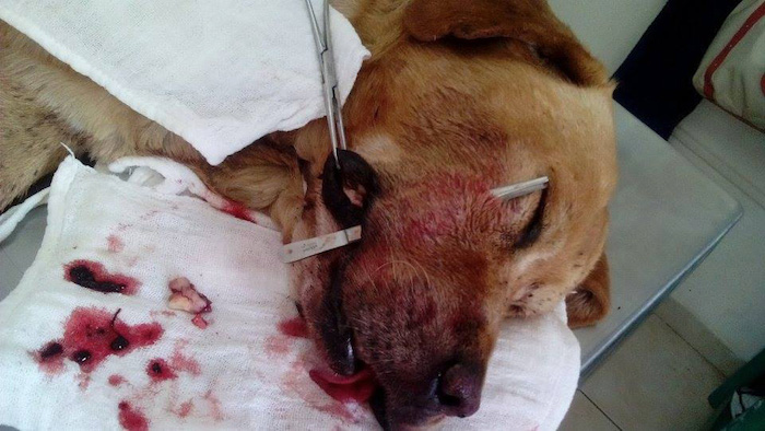 El perro no resistió a la cirugía en la que le extirparon dos balas. Foto: Crónicagto