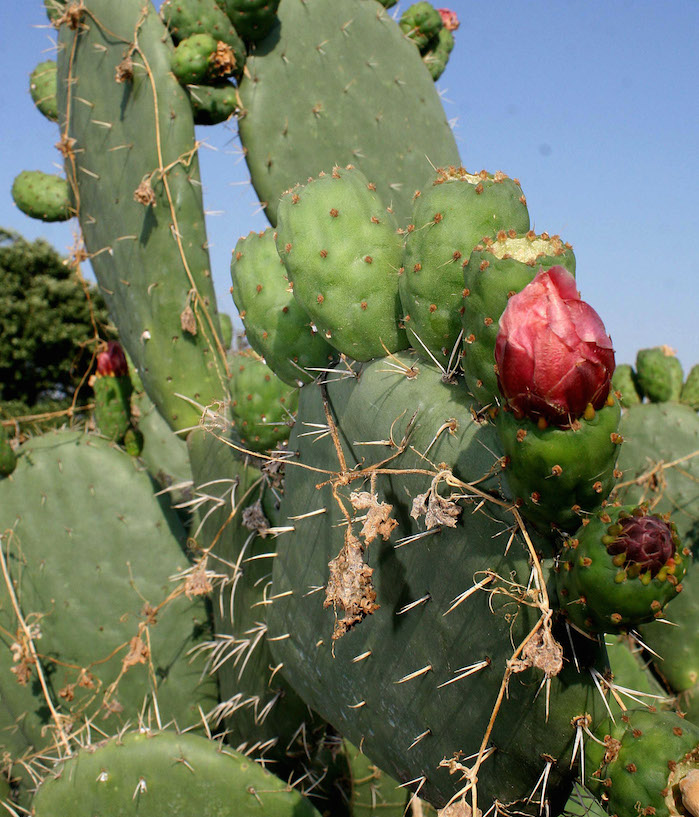 Nopales. Foto: CUARTOSCURO