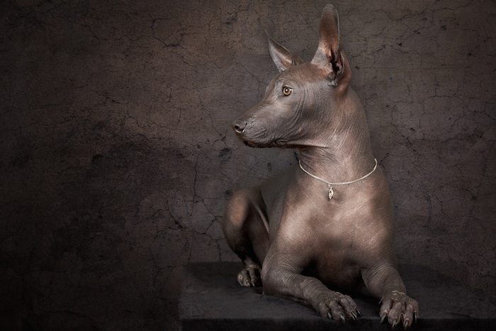 Los Xoloitzcuintles son, junto a los Chihuahuas, los únicos perros propios de México. Foto: Shutterstock