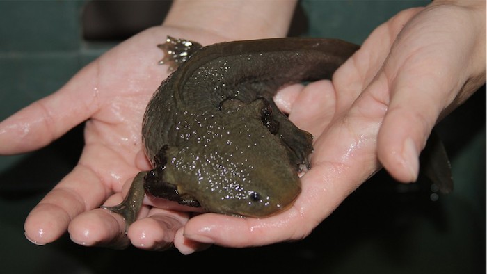 Para el ajolote de Xochimilco la Semarnat impulsa campañas de conservación en los que puede participar la sociedad civil  Foto: Semarnat