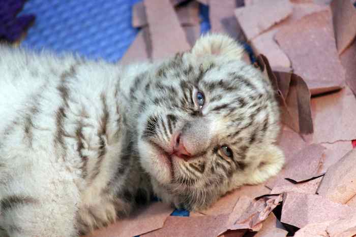 Cachorra de tigre blanco nacida en el Zoo Parque Loro, en Puebla. Foto: Cuartoscuro