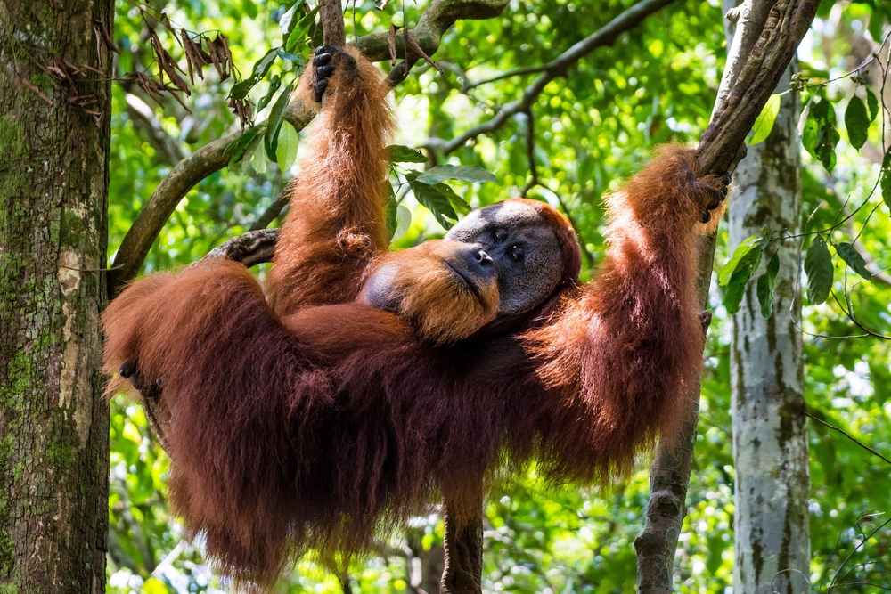 Los Orangutanes Son Una Especie Altamente Amenazada Foto Shutterstock