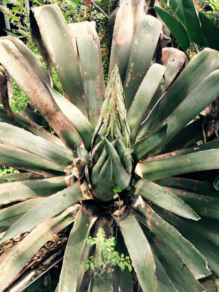 El maguey, esencia de nuestras bebidas nacionales. Foto: Facebook