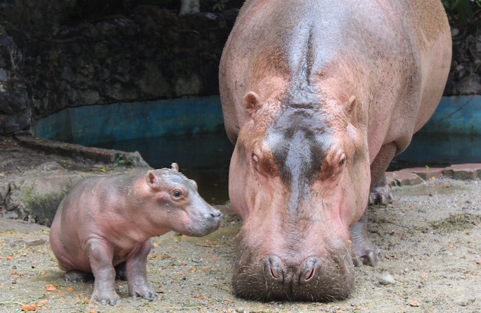 Nace En ZoolÓgico De Chilpancingo CrÍa De HipopÓtamo