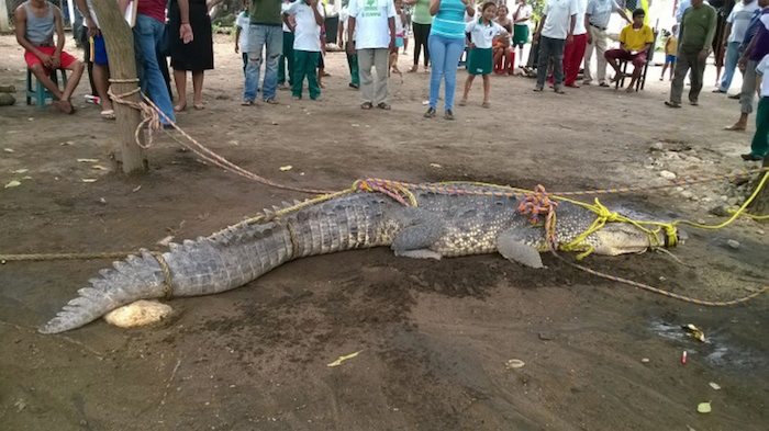 RESCATAN EJEMPLAR DE COCODRILO DE RÍO EN CHIAPAS