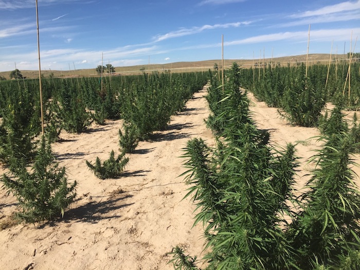 Los campos de marihuana de los hermanos Stanley. Fotos: SinEmbargo