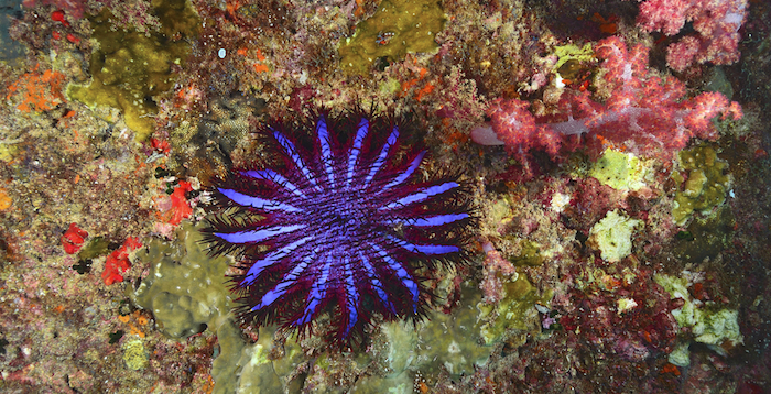 Acanthaster planci Foto: Shutterstock