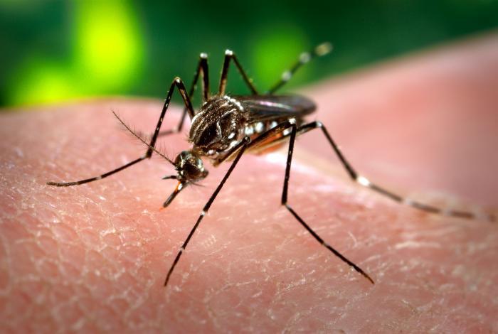 El mosquito Aedes aegypti. Foto: Wikimedia Commons