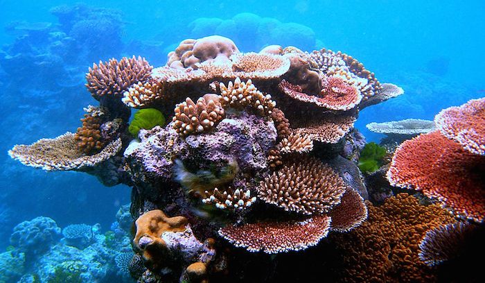 Los Arrecifes De Coral Podrían Desaparecer Para Por La Acidificación Del Mar Foto Wikipedia