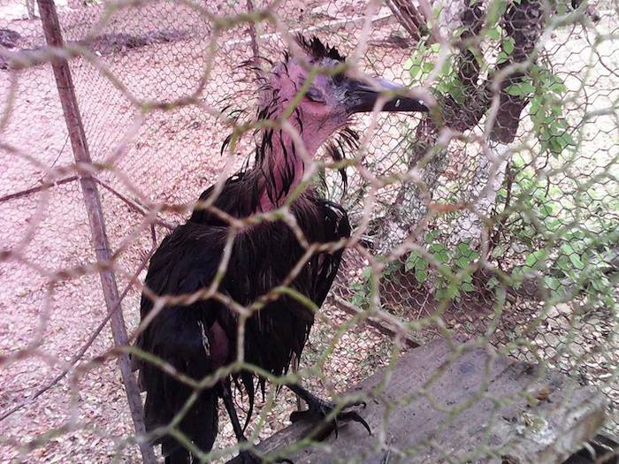 Christine ha interpuesto un total de tres denuncias ante la Profepa, una de ellas, por las condiciones de este cuervo y otro par de coyotes. Foto: Facebook "Cerremos el Zoológico de Santiago"