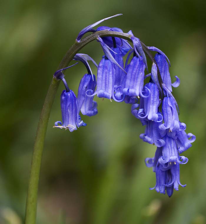 La campana azul es una de las flores que precisan de polinización de las abejas de lengua larga que están desapareciendo. Foto: Wikipedia