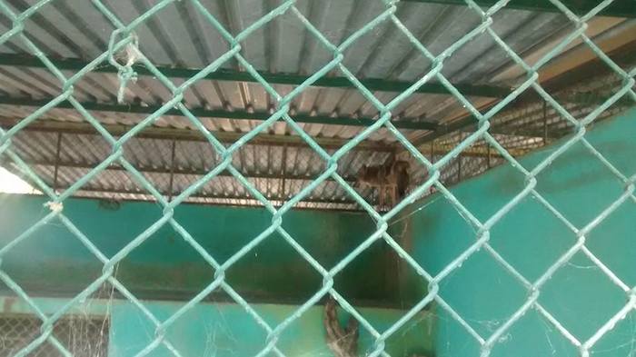 Ejemplar de Coyote en su "hábitat" en el zoológico de Santiago. Foto: Facebook "Cerremos el Zoológico de Santiago"