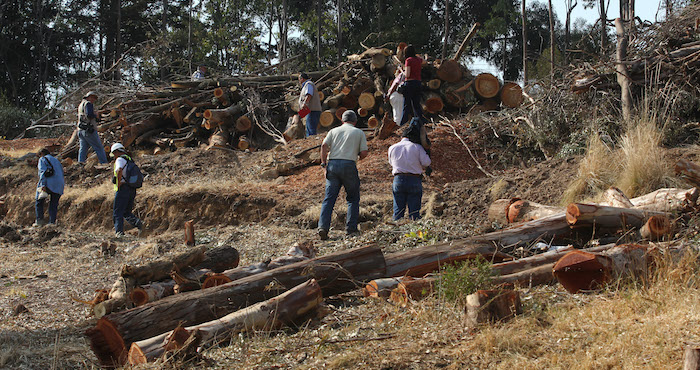 De acuerdo con Zúñiga, la ineficiencia de la actual regulación propicia la deforestación y degradación de los ecosistemas. Foto: Cuartoscuro