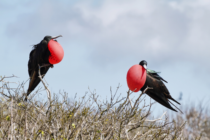 Foto: Shutterstock