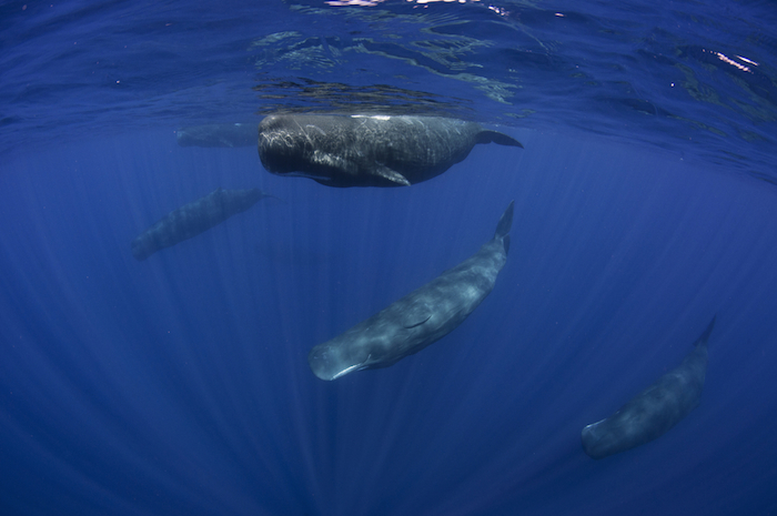 Las poblaciones de cachalotes estudiadas habitan al este del Oceano Pacífico. Foto: Shutterstock