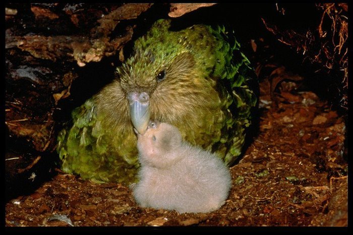 Los kakapos alcanzan la madures sexual hasta los 10 años de edad –alcanzan a vivir hasta 90– y tienen una taza de reproducción muy baja, lo que hace su conservación aún más difícil. Foto: Facebook Kakapo Recovery - The Official Site