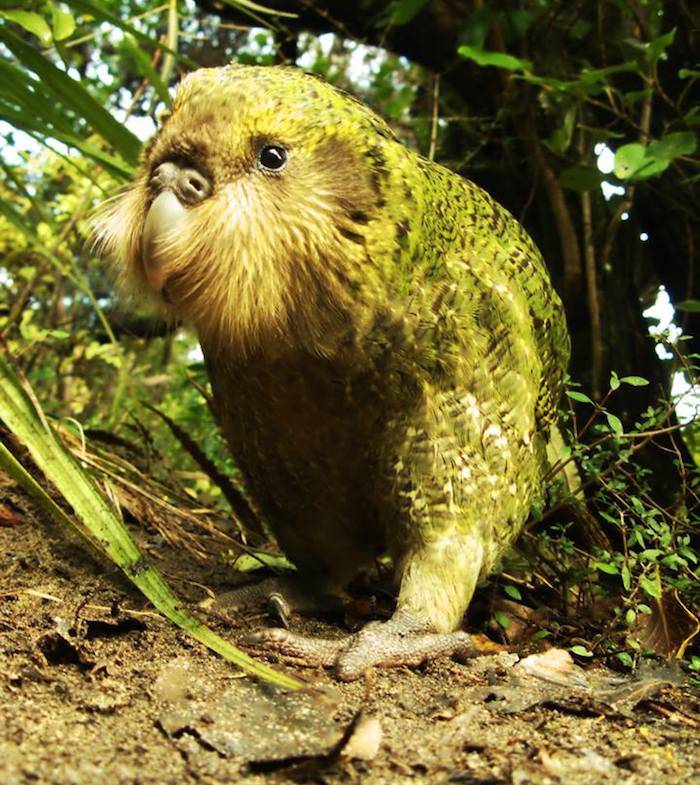 En la actualidad, los Kakapos existentes sólo habitan en dos islas, monitoreados por científicos.  Foto: Facebook Kakapo Recovery - The Official Site