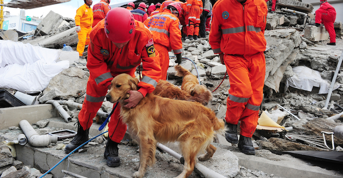 Foto: kisa kuyruk / Shutterstock.com